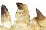 Fossil Mosasaur (Thalassotitan) Jaw Section with Teeth - Morocco #368247-2